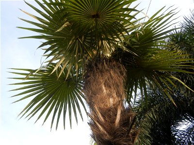 Coccothrinax crinita guano barbudo, guano petate,  Old man palm, palma petate) in the Garden City of Guiguinto, Bulacan Barangay Santa Cruz 14°50'33"N  120°52'13"E Guiguinto, Bulacan Garden City of Gu