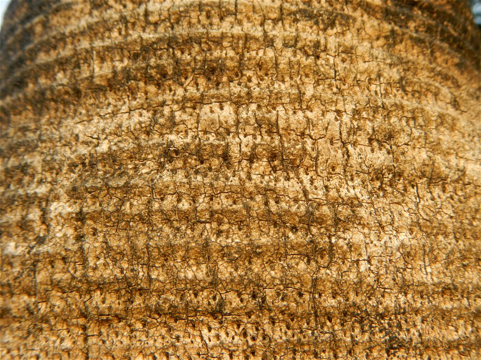 Coccothrinax crinita guano barbudo, guano petate,  Old man palm, palma petate) in the Garden City of Guiguinto, Bulacan Barangay Santa Cruz 14°50'33"N  120°52'13"E Guiguinto, Bulacan Garden City of Gu