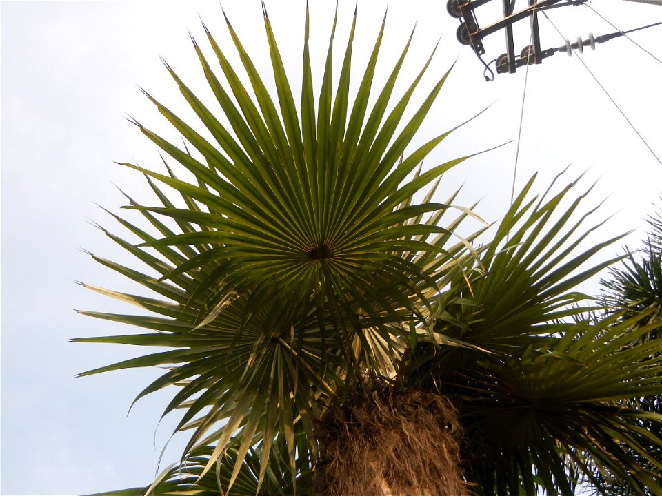 Coccothrinax crinita guano barbudo, guano petate,  Old man palm, palma petate) in the Garden City of Guiguinto, Bulacan Barangay Santa Cruz 14°50'33"N  120°52'13"E Guiguinto, Bulacan Garden City of Gu