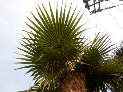 Coccothrinax crinita guano barbudo, guano petate,  Old man palm, palma petate) in the Garden City of Guiguinto, Bulacan Barangay Santa Cruz 14°50'33"N  120°52'13"E Guiguinto, Bulacan Garden City of Gu