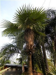 Coccothrinax crinita guano barbudo, guano petate,  Old man palm, palma petate) in the Garden City of Guiguinto, Bulacan Barangay Santa Cruz 14°50'33"N  120°52'13"E Guiguinto, Bulacan Garden City of Gu