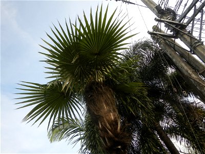 Coccothrinax crinita guano barbudo, guano petate,  Old man palm, palma petate) in the Garden City of Guiguinto, Bulacan Barangay Santa Cruz 14°50'33"N  120°52'13"E Guiguinto, Bulacan Garden City of Gu