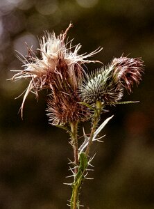 Close up nature plant