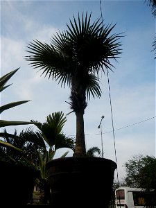 Coccothrinax crinita guano barbudo, guano petate,  Old man palm, palma petate) in the Garden City of Guiguinto, Bulacan Barangay Santa Cruz 14°50'33"N  120°52'13"E Guiguinto, Bulacan Garden City of Gu