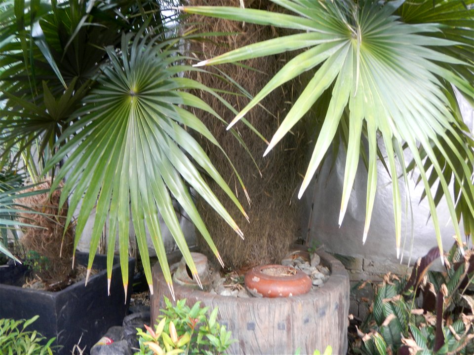Coccothrinax crinita guano barbudo, guano petate,  Old man palm, palma petate) in the Garden City of Guiguinto, Bulacan Barangay Santa Cruz 14°50'33"N  120°52'13"E Guiguinto, Bulacan Garden City of Gu