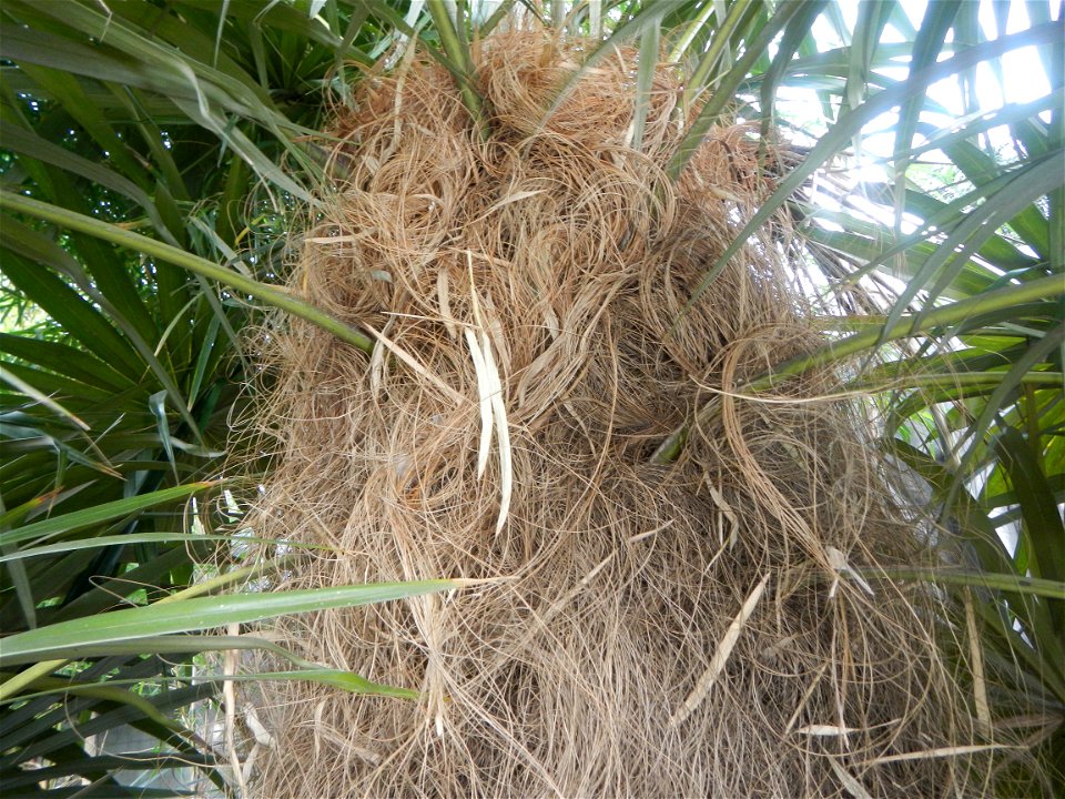 Coccothrinax crinita guano barbudo, guano petate,  Old man palm, palma petate) in the Garden City of Guiguinto, Bulacan Barangay Santa Cruz 14°50'33"N  120°52'13"E Guiguinto, Bulacan Garden City of Gu