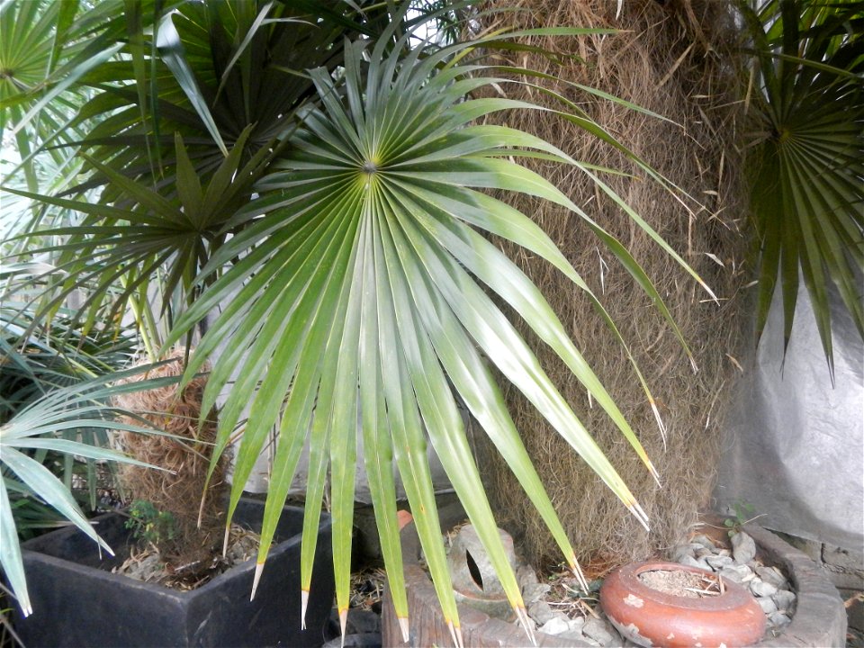 Coccothrinax crinita guano barbudo, guano petate,  Old man palm, palma petate) in the Garden City of Guiguinto, Bulacan Barangay Santa Cruz 14°50'33"N  120°52'13"E Guiguinto, Bulacan Garden City of Gu