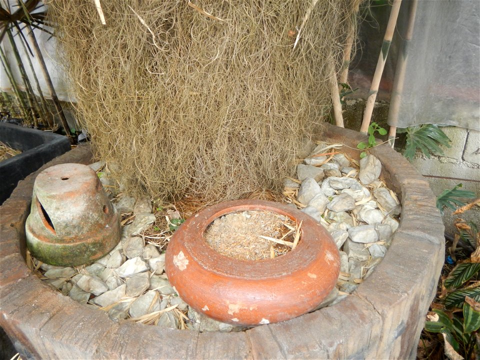 Coccothrinax crinita guano barbudo, guano petate,  Old man palm, palma petate) in the Garden City of Guiguinto, Bulacan Barangay Santa Cruz 14°50'33"N  120°52'13"E Guiguinto, Bulacan Garden City of Gu