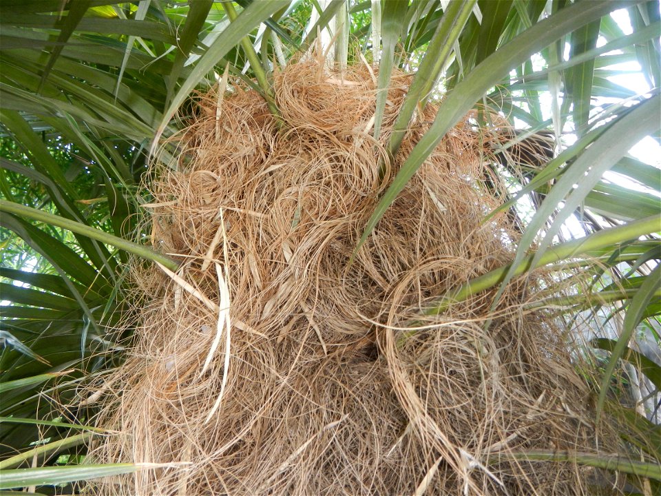 Coccothrinax crinita guano barbudo, guano petate,  Old man palm, palma petate) in the Garden City of Guiguinto, Bulacan Barangay Santa Cruz 14°50'33"N  120°52'13"E Guiguinto, Bulacan Garden City of Gu
