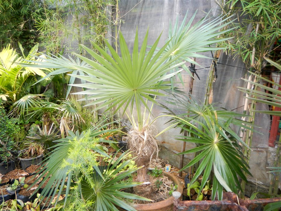 Coccothrinax crinita guano barbudo, guano petate,  Old man palm, palma petate) in the Garden City of Guiguinto, Bulacan Barangay Santa Cruz 14°50'33"N  120°52'13"E Guiguinto, Bulacan Garden City of Gu