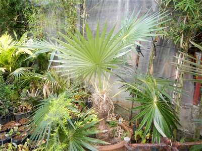 Coccothrinax crinita guano barbudo, guano petate,  Old man palm, palma petate) in the Garden City of Guiguinto, Bulacan Barangay Santa Cruz 14°50'33"N  120°52'13"E Guiguinto, Bulacan Garden City of Gu
