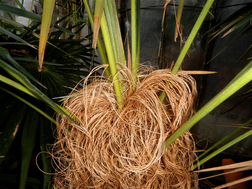 Coccothrinax crinita guano barbudo, guano petate,  Old man palm, palma petate) in the Garden City of Guiguinto, Bulacan Barangay Santa Cruz 14°50'33"N  120°52'13"E Guiguinto, Bulacan Garden City of Gu