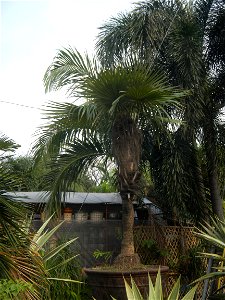 Coccothrinax crinita guano barbudo, guano petate,  Old man palm, palma petate) in the Garden City of Guiguinto, Bulacan Barangay Santa Cruz 14°50'33"N  120°52'13"E Guiguinto, Bulacan Garden City of Gu
