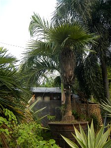 Coccothrinax crinita guano barbudo, guano petate,  Old man palm, palma petate) in the Garden City of Guiguinto, Bulacan Barangay Santa Cruz 14°50'33"N  120°52'13"E Guiguinto, Bulacan Garden City of Gu
