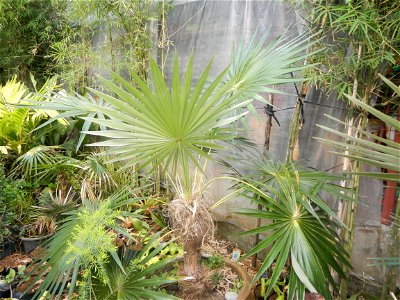 Coccothrinax crinita guano barbudo, guano petate,  Old man palm, palma petate) in the Garden City of Guiguinto, Bulacan Barangay Santa Cruz 14°50'33"N  120°52'13"E Guiguinto, Bulacan Garden City of Gu