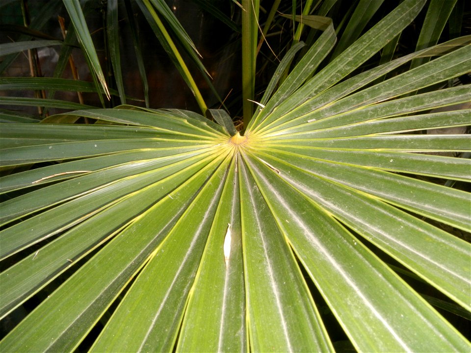 Coccothrinax crinita guano barbudo, guano petate,  Old man palm, palma petate) in the Garden City of Guiguinto, Bulacan Barangay Santa Cruz 14°50'33"N  120°52'13"E Guiguinto, Bulacan Garden City of Gu