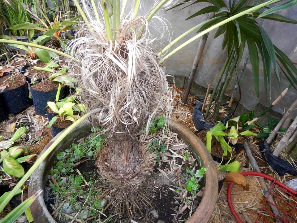 Coccothrinax crinita guano barbudo, guano petate,  Old man palm, palma petate) in the Garden City of Guiguinto, Bulacan Barangay Santa Cruz 14°50'33"N  120°52'13"E Guiguinto, Bulacan Garden City of Gu
