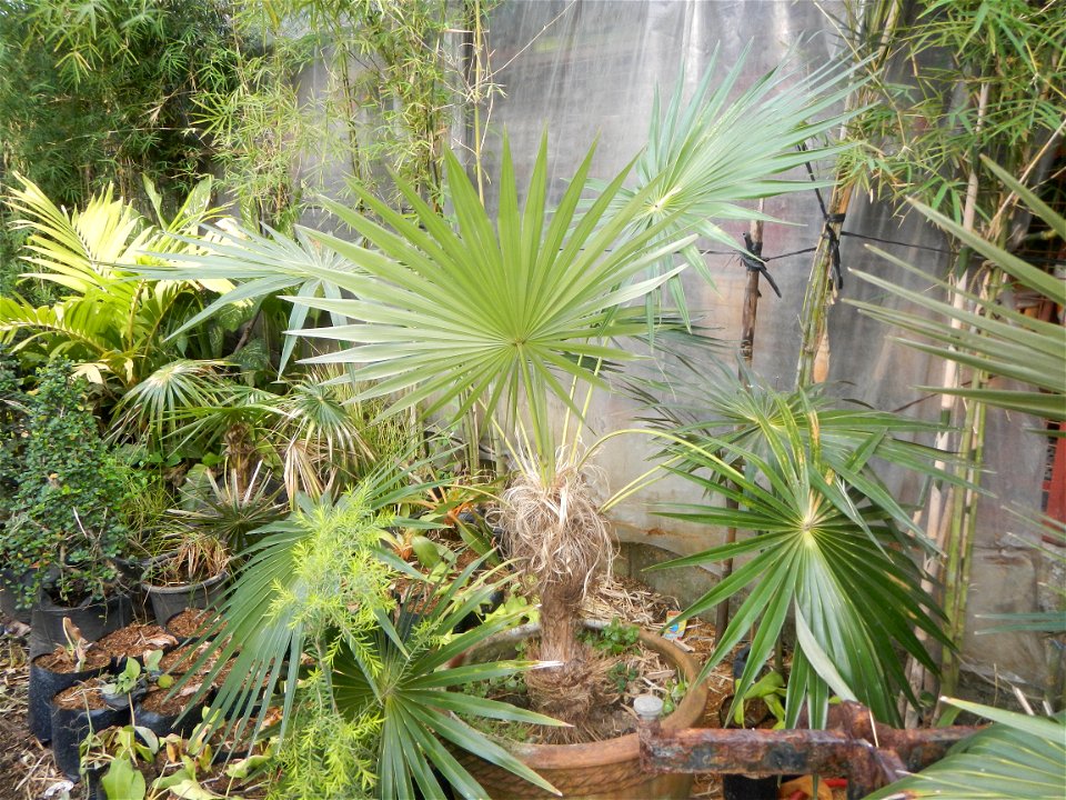 Coccothrinax crinita guano barbudo, guano petate,  Old man palm, palma petate) in the Garden City of Guiguinto, Bulacan Barangay Santa Cruz 14°50'33"N  120°52'13"E Guiguinto, Bulacan Garden City of Gu