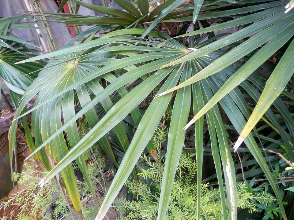 Coccothrinax crinita guano barbudo, guano petate,  Old man palm, palma petate) in the Garden City of Guiguinto, Bulacan Barangay Santa Cruz 14°50'33"N  120°52'13"E Guiguinto, Bulacan Garden City of Gu