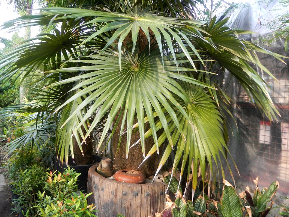 Coccothrinax crinita guano barbudo, guano petate,  Old man palm, palma petate) in the Garden City of Guiguinto, Bulacan Barangay Santa Cruz 14°50'33"N  120°52'13"E Guiguinto, Bulacan Garden City of Gu