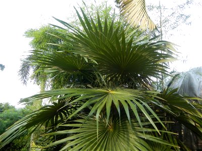 Coccothrinax crinita guano barbudo, guano petate,  Old man palm, palma petate) in the Garden City of Guiguinto, Bulacan Barangay Santa Cruz 14°50'33"N  120°52'13"E Guiguinto, Bulacan Garden City of Gu