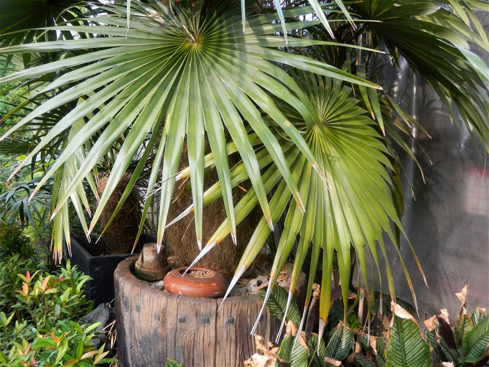 Coccothrinax crinita guano barbudo, guano petate,  Old man palm, palma petate) in the Garden City of Guiguinto, Bulacan Barangay Santa Cruz 14°50'33"N  120°52'13"E Guiguinto, Bulacan Garden City of Gu
