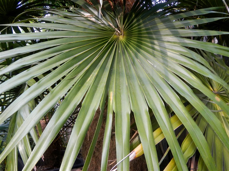 Coccothrinax crinita guano barbudo, guano petate,  Old man palm, palma petate) in the Garden City of Guiguinto, Bulacan Barangay Santa Cruz 14°50'33"N  120°52'13"E Guiguinto, Bulacan Garden City of Gu