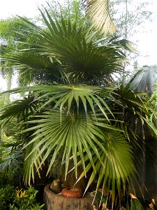 Coccothrinax crinita guano barbudo, guano petate,  Old man palm, palma petate) in the Garden City of Guiguinto, Bulacan Barangay Santa Cruz 14°50'33"N  120°52'13"E Guiguinto, Bulacan Garden City of Gu