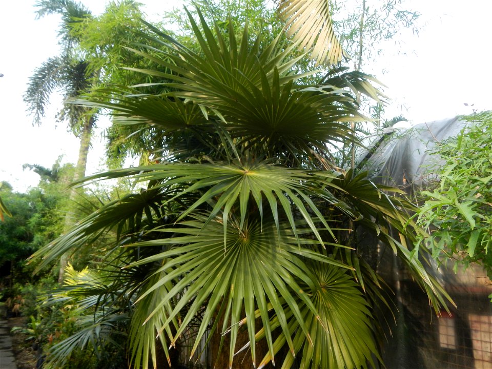 Coccothrinax crinita guano barbudo, guano petate,  Old man palm, palma petate) in the Garden City of Guiguinto, Bulacan Barangay Santa Cruz 14°50'33"N  120°52'13"E Guiguinto, Bulacan Garden City of Gu