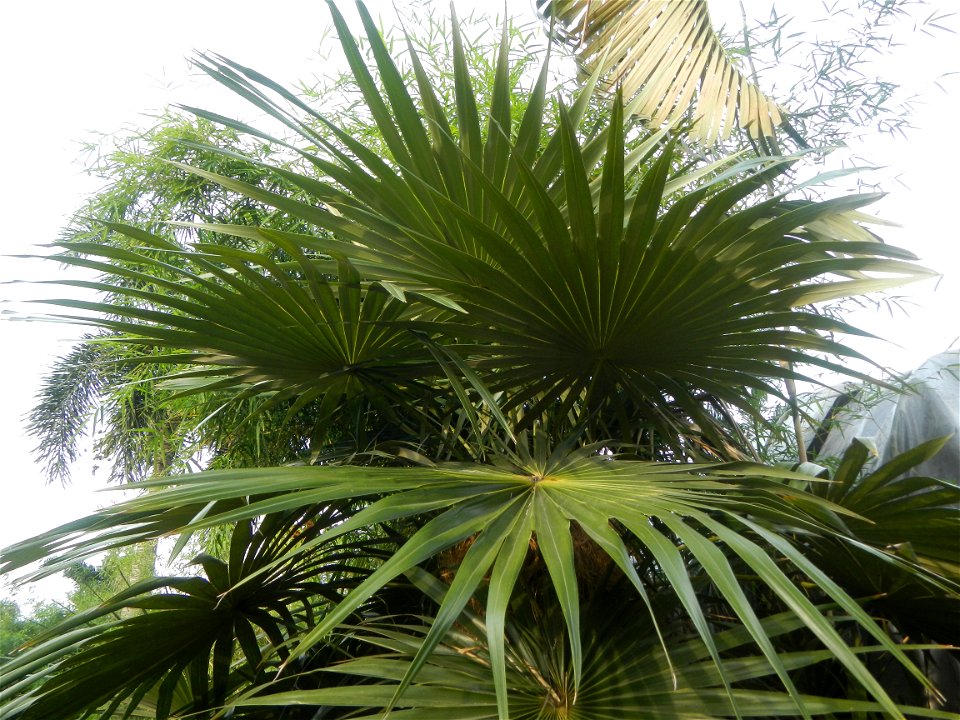 Coccothrinax crinita guano barbudo, guano petate,  Old man palm, palma petate) in the Garden City of Guiguinto, Bulacan Barangay Santa Cruz 14°50'33"N  120°52'13"E Guiguinto, Bulacan Garden City of Gu