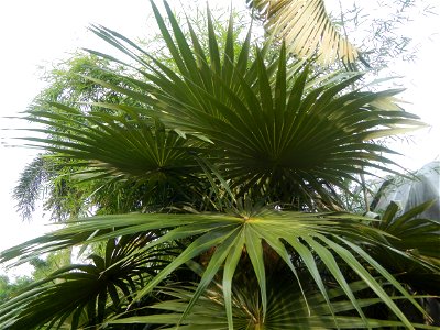 Coccothrinax crinita guano barbudo, guano petate,  Old man palm, palma petate) in the Garden City of Guiguinto, Bulacan Barangay Santa Cruz 14°50'33"N  120°52'13"E Guiguinto, Bulacan Garden City of Gu