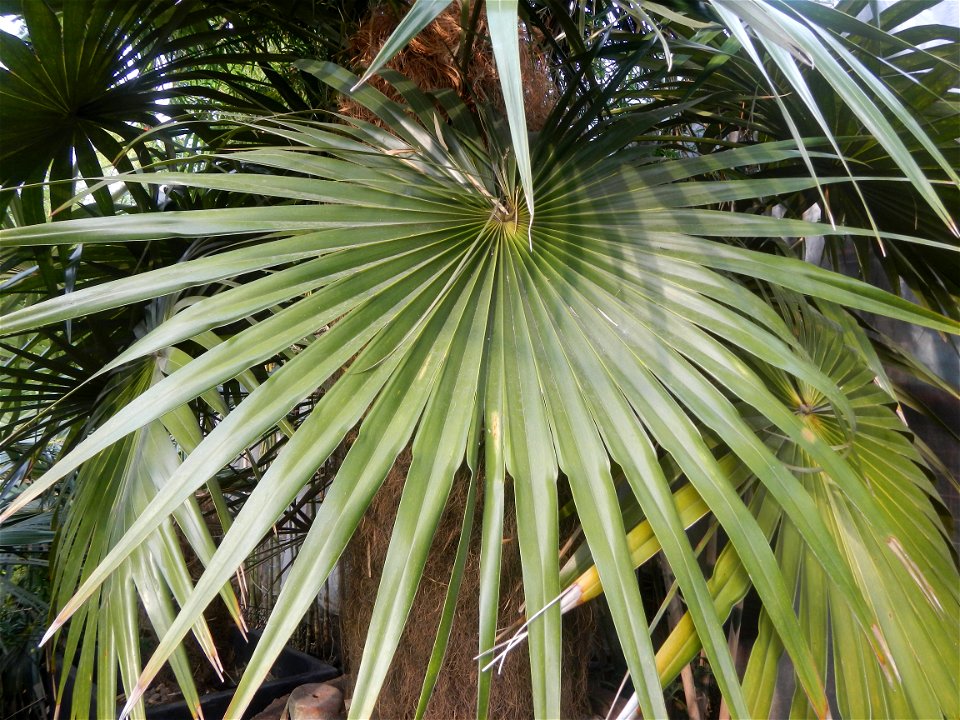 Coccothrinax crinita guano barbudo, guano petate,  Old man palm, palma petate) in the Garden City of Guiguinto, Bulacan Barangay Santa Cruz 14°50'33"N  120°52'13"E Guiguinto, Bulacan Garden City of Gu