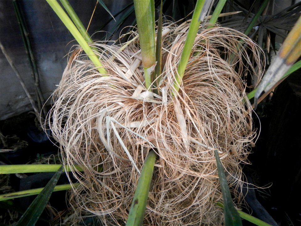 Coccothrinax crinita guano barbudo, guano petate,  Old man palm, palma petate) in the Garden City of Guiguinto, Bulacan Barangay Santa Cruz 14°50'33"N  120°52'13"E Guiguinto, Bulacan Garden City of Gu