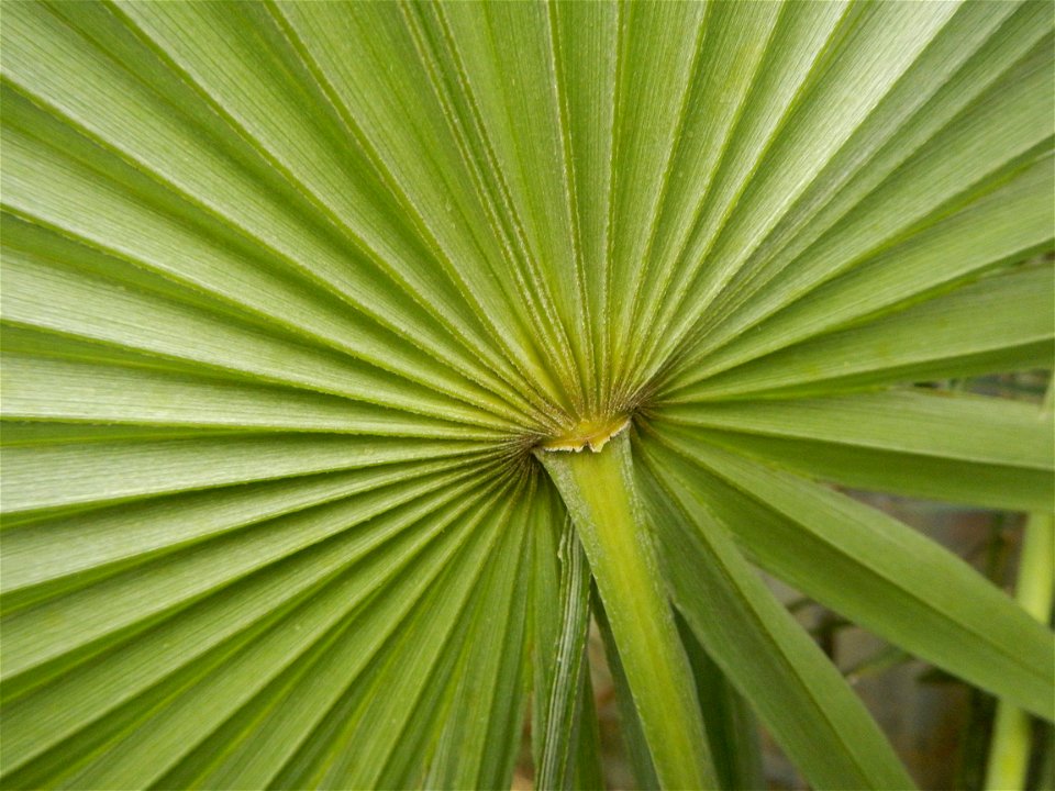 Coccothrinax crinita guano barbudo, guano petate,  Old man palm, palma petate) in the Garden City of Guiguinto, Bulacan Barangay Santa Cruz 14°50'33"N  120°52'13"E Guiguinto, Bulacan Garden City of Gu