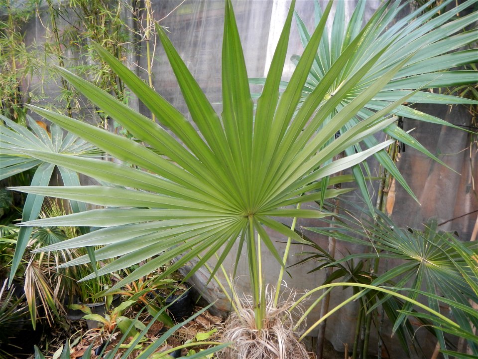 Coccothrinax crinita guano barbudo, guano petate,  Old man palm, palma petate) in the Garden City of Guiguinto, Bulacan Barangay Santa Cruz 14°50'33"N  120°52'13"E Guiguinto, Bulacan Garden City of Gu