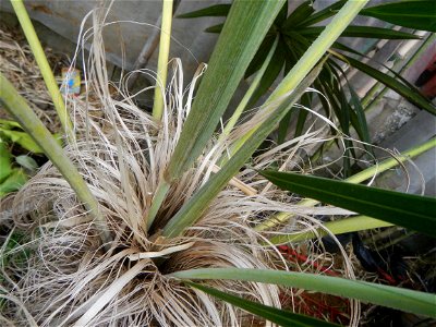 Coccothrinax crinita guano barbudo, guano petate,  Old man palm, palma petate) in the Garden City of Guiguinto, Bulacan Barangay Santa Cruz 14°50'33"N  120°52'13"E Guiguinto, Bulacan Garden City of Gu