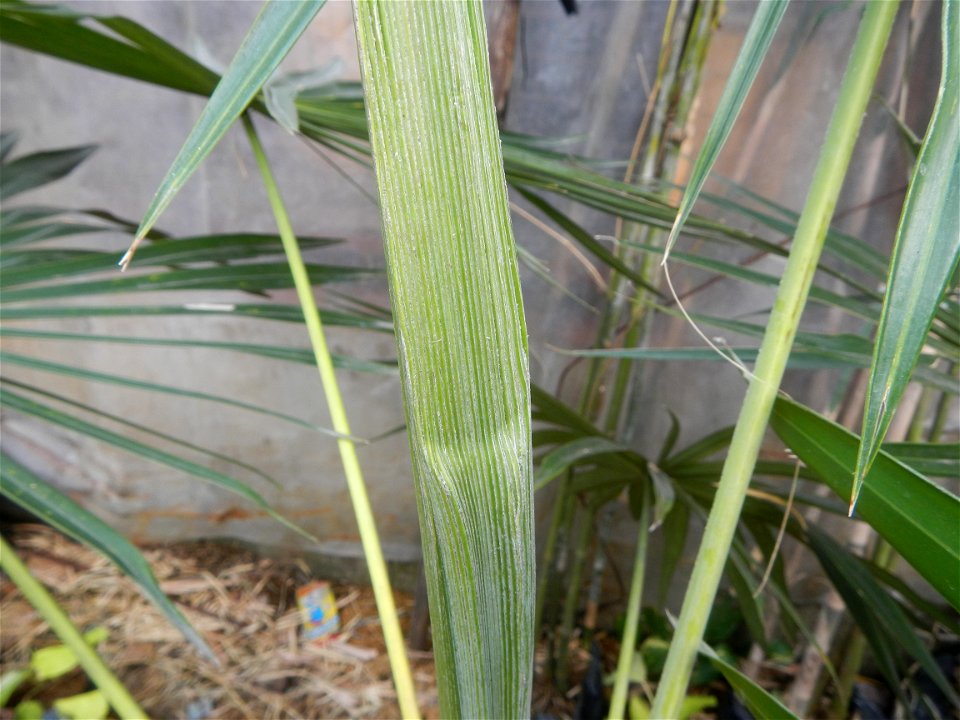 Coccothrinax crinita guano barbudo, guano petate,  Old man palm, palma petate) in the Garden City of Guiguinto, Bulacan Barangay Santa Cruz 14°50'33"N  120°52'13"E Guiguinto, Bulacan Garden City of Gu