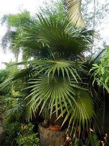 Coccothrinax crinita guano barbudo, guano petate,  Old man palm, palma petate) in the Garden City of Guiguinto, Bulacan Barangay Santa Cruz 14°50'33"N  120°52'13"E Guiguinto, Bulacan Garden City of Gu