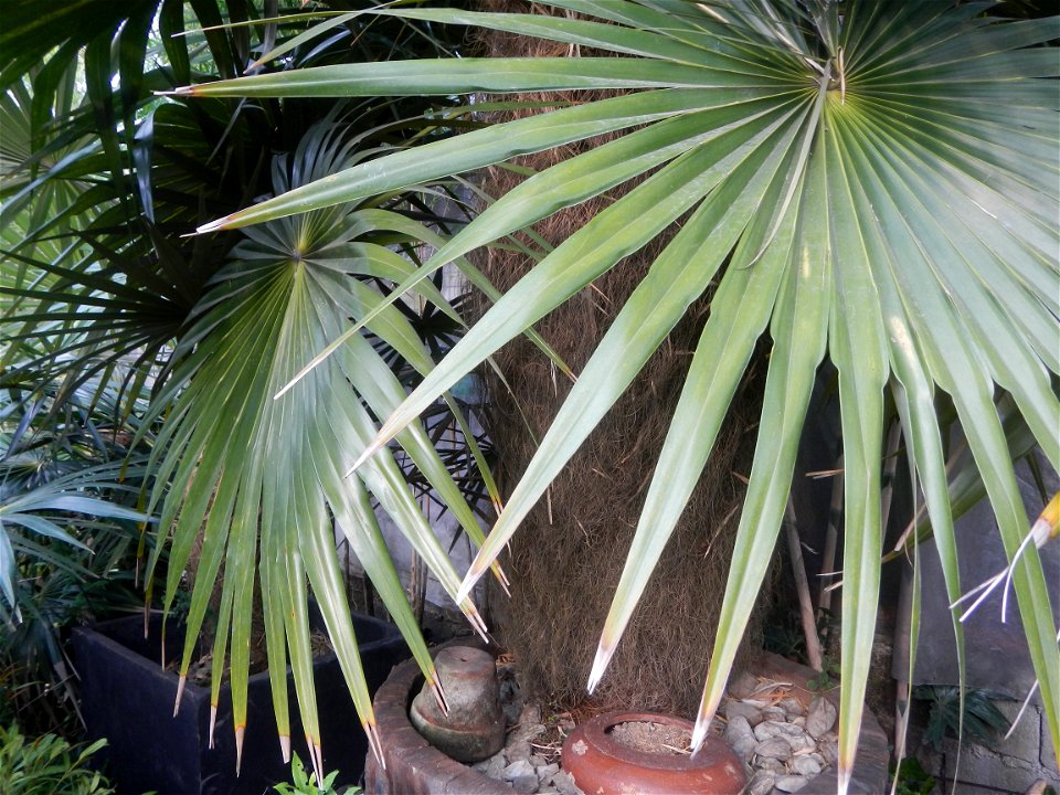 Coccothrinax crinita guano barbudo, guano petate,  Old man palm, palma petate) in the Garden City of Guiguinto, Bulacan Barangay Santa Cruz 14°50'33"N  120°52'13"E Guiguinto, Bulacan Garden City of Gu