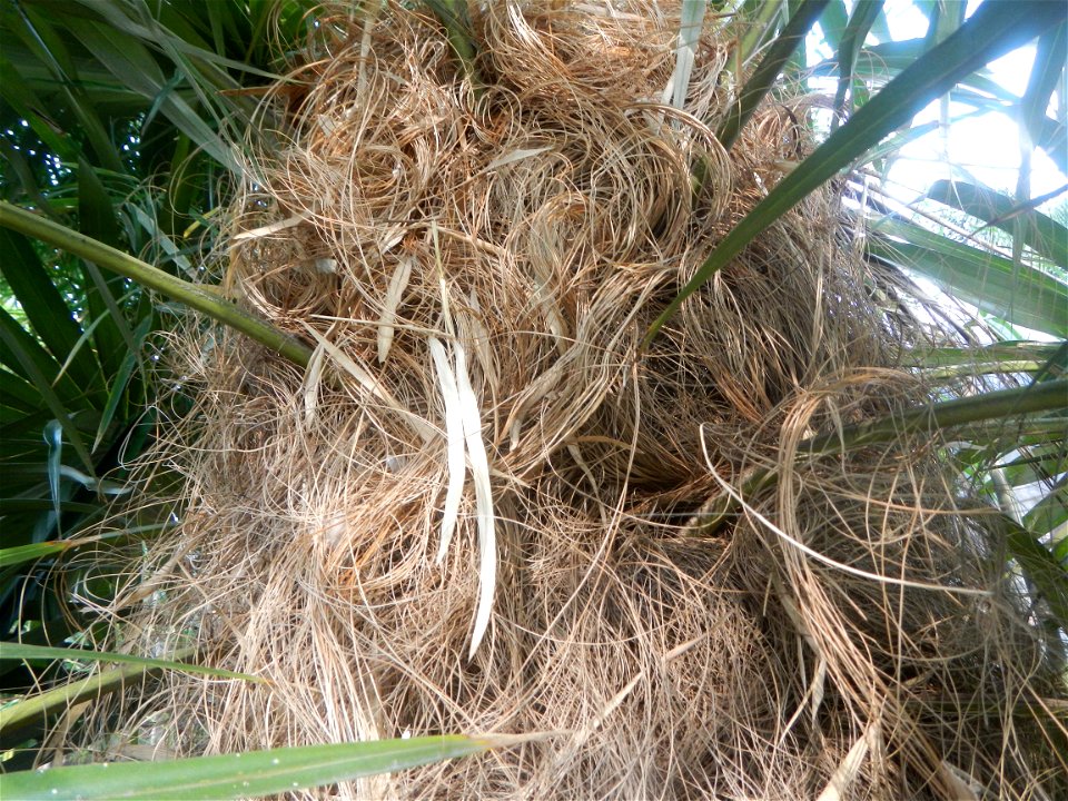 Coccothrinax crinita guano barbudo, guano petate,  Old man palm, palma petate) in the Garden City of Guiguinto, Bulacan Barangay Santa Cruz 14°50'33"N  120°52'13"E Guiguinto, Bulacan Garden City of Gu