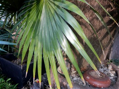 Coccothrinax crinita guano barbudo, guano petate,  Old man palm, palma petate) in the Garden City of Guiguinto, Bulacan Barangay Santa Cruz 14°50'33"N  120°52'13"E Guiguinto, Bulacan Garden City of Gu