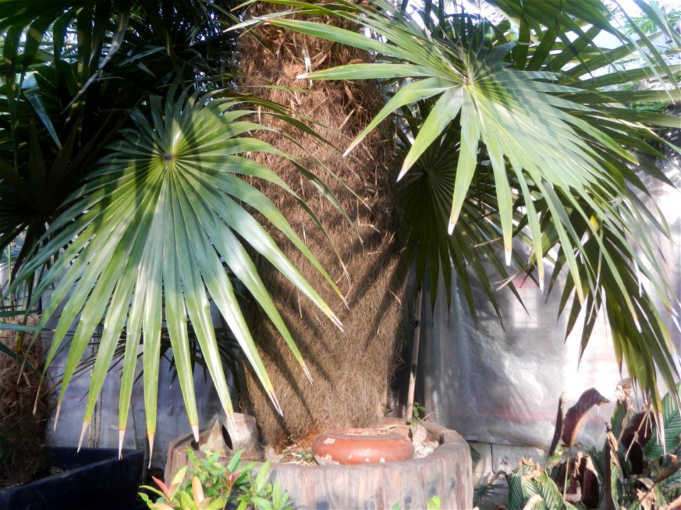 Coccothrinax crinita guano barbudo, guano petate,  Old man palm, palma petate) in the Garden City of Guiguinto, Bulacan Barangay Santa Cruz 14°50'33"N  120°52'13"E Guiguinto, Bulacan Garden City of Gu