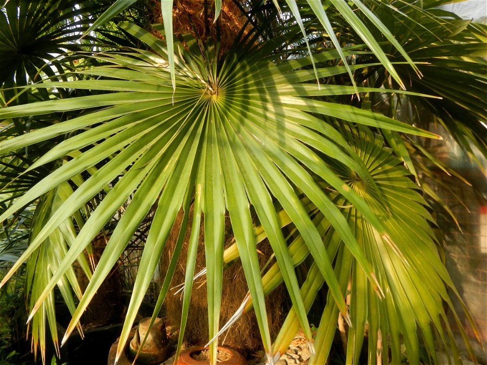 Coccothrinax crinita guano barbudo, guano petate,  Old man palm, palma petate) in the Garden City of Guiguinto, Bulacan Barangay Santa Cruz 14°50'33"N  120°52'13"E Guiguinto, Bulacan Garden City of Gu
