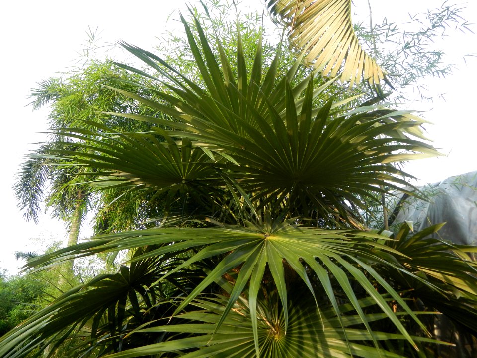 Coccothrinax crinita guano barbudo, guano petate,  Old man palm, palma petate) in the Garden City of Guiguinto, Bulacan Barangay Santa Cruz 14°50'33"N  120°52'13"E Guiguinto, Bulacan Garden City of Gu