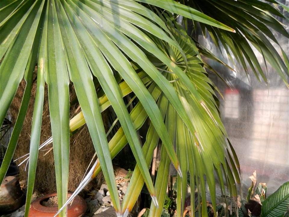 Coccothrinax crinita guano barbudo, guano petate,  Old man palm, palma petate) in the Garden City of Guiguinto, Bulacan Barangay Santa Cruz 14°50'33"N  120°52'13"E Guiguinto, Bulacan Garden City of Gu