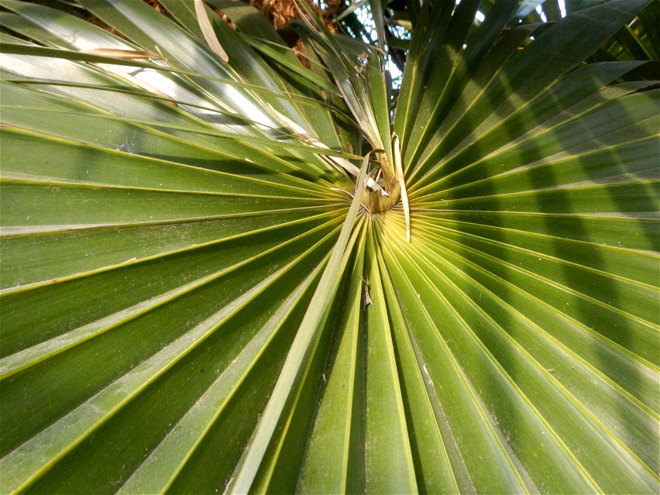 Coccothrinax crinita guano barbudo, guano petate,  Old man palm, palma petate) in the Garden City of Guiguinto, Bulacan Barangay Santa Cruz 14°50'33"N  120°52'13"E Guiguinto, Bulacan Garden City of Gu