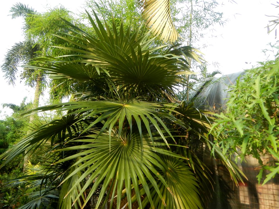 Coccothrinax crinita guano barbudo, guano petate,  Old man palm, palma petate) in the Garden City of Guiguinto, Bulacan Barangay Santa Cruz 14°50'33"N  120°52'13"E Guiguinto, Bulacan Garden City of Gu