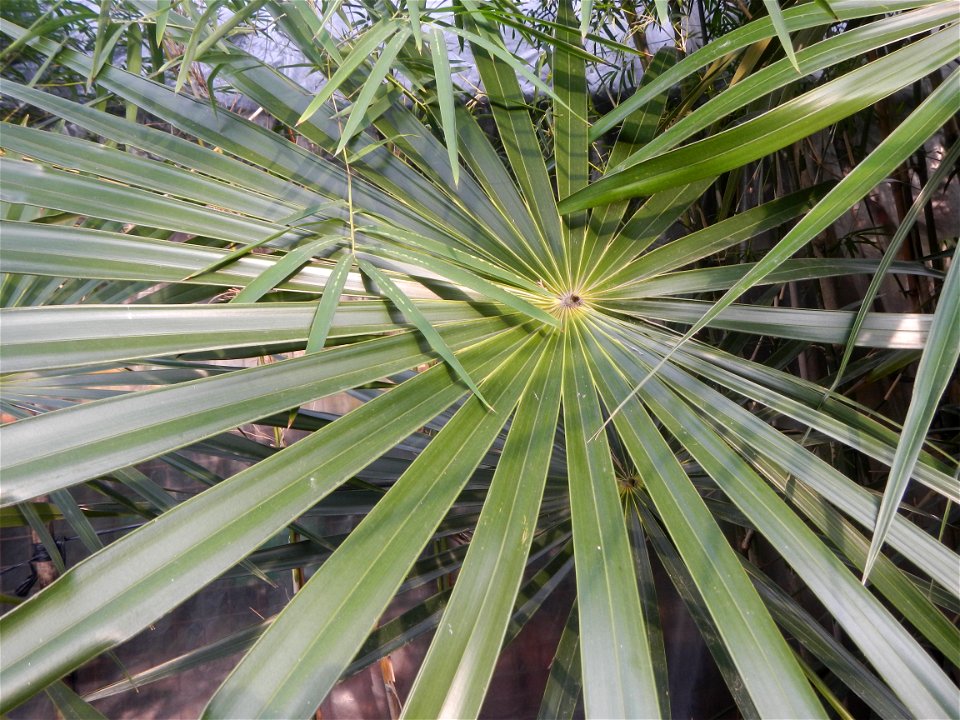 Coccothrinax crinita guano barbudo, guano petate,  Old man palm, palma petate) in the Garden City of Guiguinto, Bulacan Barangay Santa Cruz 14°50'33"N  120°52'13"E Guiguinto, Bulacan Garden City of Gu