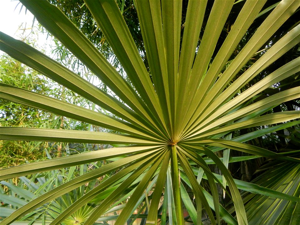 Coccothrinax crinita guano barbudo, guano petate,  Old man palm, palma petate) in the Garden City of Guiguinto, Bulacan Barangay Santa Cruz 14°50'33"N  120°52'13"E Guiguinto, Bulacan Garden City of Gu