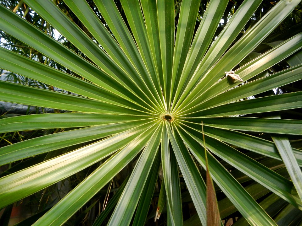 Coccothrinax crinita guano barbudo, guano petate,  Old man palm, palma petate) in the Garden City of Guiguinto, Bulacan Barangay Santa Cruz 14°50'33"N  120°52'13"E Guiguinto, Bulacan Garden City of Gu